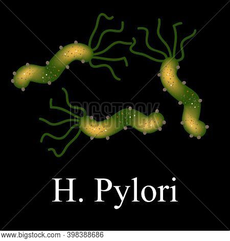 Helicobacter Pylori. Helicobacter Pylori Of Infection. Infographics. Illustration