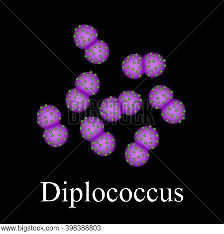 Diplococci Structure. Bacteria Diplococcus. Infographics. Illustration On Isolated Background