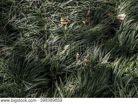 Cyperus Esculentus Or Evergold Sedge Is A Crop Of The Sedge Family. Grassland Background. Focus And 