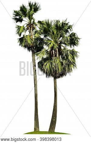 Trees Isolated On White Background, Tropical Trees Isolated Used For Design, Advertising And Archite