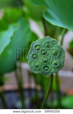 Lotus