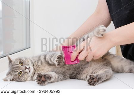 Gray Striped Cat At A Veterinarians Appointment, He Is Combed Wool. The Cat Is Unhappy, He Does Not 