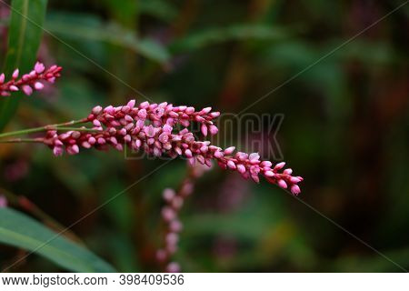 Flower Of Lady's Thumb Or Persicaria Maculosa Plant