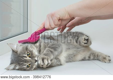 A Gray Cat Lies On The Procedure Of Combing Wool With A Special Brush. The Kitten, With Folded Paws,