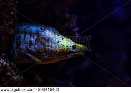 Murena Lurking On The Food In A Cave In The Underwater World
