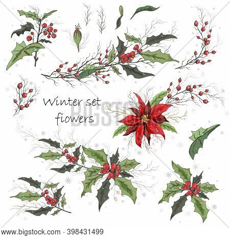 A Set Of Winter Flowers (poinsettia, Holly) Isolated On A White Background. Realistic Hand-drawn Bou