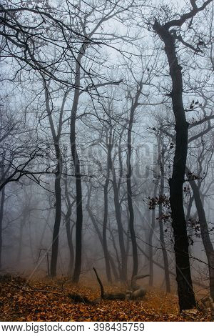 Path Scenery In Scary Misty Forest. Colorful Landscape With Foggy Forest, Orange Foliage In Fall. Fa