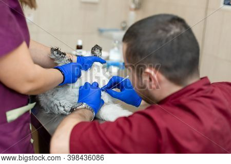 A Male Veterinarian Anesthesiologist Makes The Procedure For A Cat - A Catheterization Of The Bladde