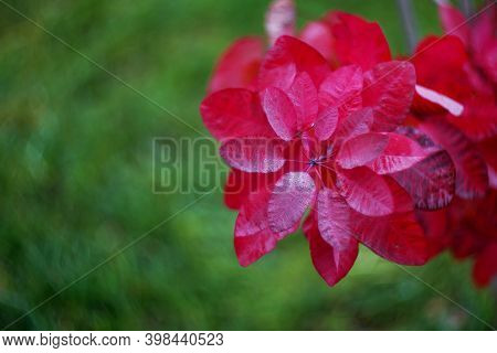 Beautiful Plant Cotinus Coggygria Bright Red On A Green Blurred Background With A Copy Of The Space.