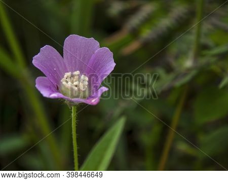 Macro Photography Of A Spurred Anoda Flower, Captured In A Fleld Near The Town Of Gachantiva, In The