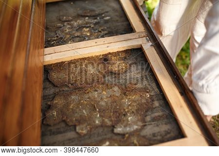 Beekeeper In Suit Is Working At Apiary. Opening Wooden Beehive Topside Glued With Propolis. Apicultu