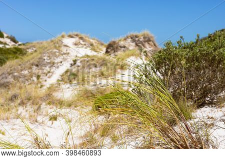 Coastal Sand Dune Landscape Of Fish Hoek, Cape Town