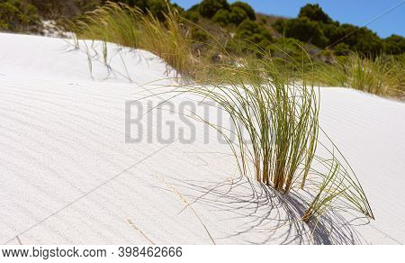 Coastal Sand Dune Landscape Of Fish Hoek, Cape Town