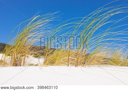 Coastal Sand Dune Landscape Of Fish Hoek, Cape Town