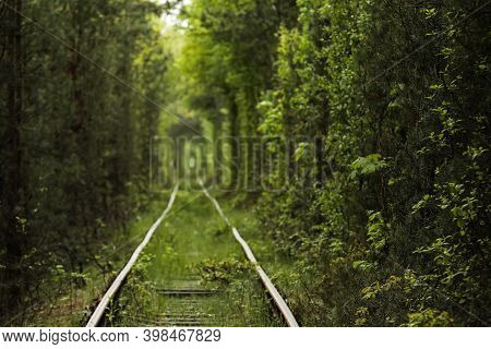 Natural Tunnel Of Love Formed By Trees In Ukraine, Klevan. Old Railway In The Beautiful Tunnel In Su