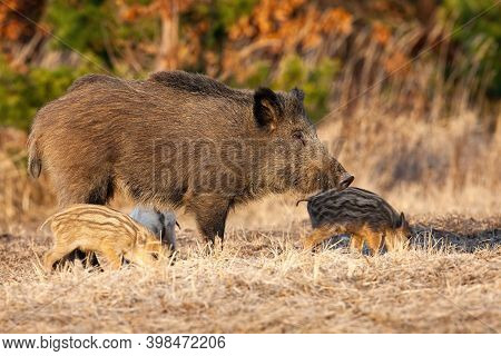 Wild Boar Mother With Piglets Standing On Dry Meadow