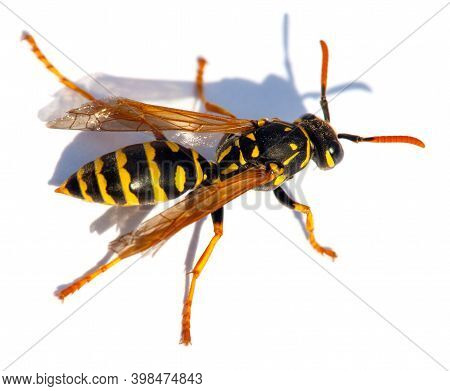 European Wasp German Wasp Or German Yellowjacket Isolateed On White Background In Latin Vespula Germ