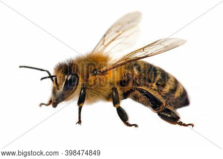 European Wasp German Wasp Or German Yellowjacket Isolateed On White Background In Latin Vespula Germ