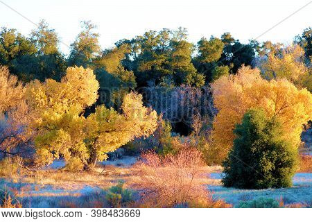 Cottonwood Trees Changing Colors During Autumn On A Dry Creekbed At A Riparian Woodland Taken In The