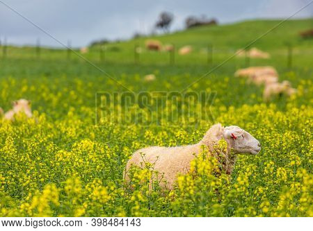 Sheep Grazing On Green Pastrures And Among The Golden Canola