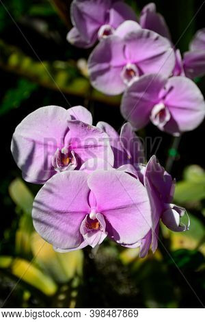 Pink Phalaenopsis Or Moth Dendrobium Orchid Flower.  Pink Orchids Isolated On Blur Background. Butte