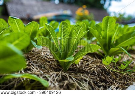 Growth Fresh Vegetable Salad Garden At Organic Farm. Argiculture Concept.