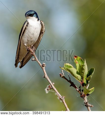 Tree Swallow Perched On A Tree Branch. Alameda County, California, Usa.