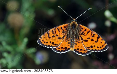 Colorful Red Butterfly On A Meadow.  Brush-footed Butterflies. Copy Spaces.
