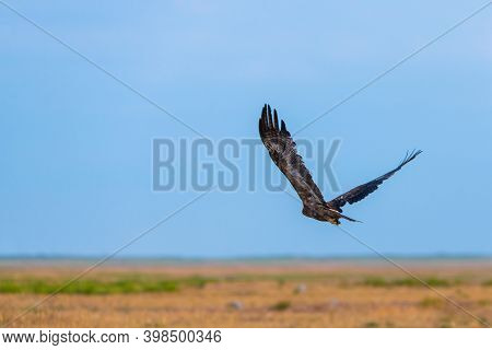Flight Of Steppe Eagle Or Aquila Nipalensis.