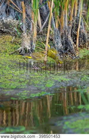 European Greenfinch Or Carduelis Chloris In Wild Nature