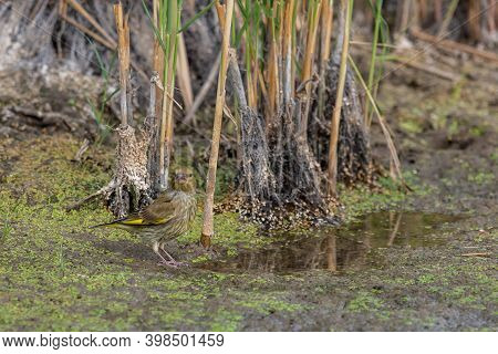 European Greenfinch Or Carduelis Chloris In Wild Nature