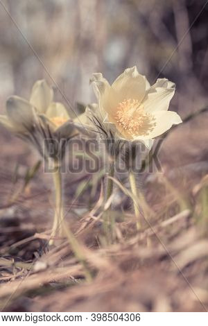 Beautiful Floral Background With First Spring Flower Snowdrop. Natural White Pasque Flower Close Up 