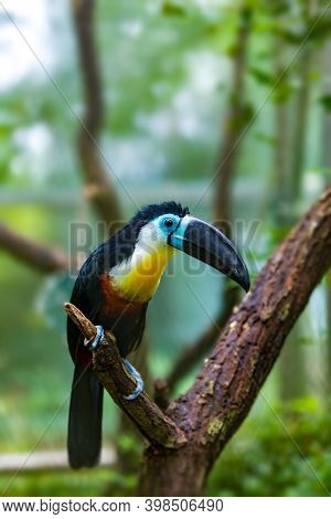 Bird Hannel-billed Toucan (ramphastos Vitellinus) Stands On The Tree, The Channel-billed Is Brightly