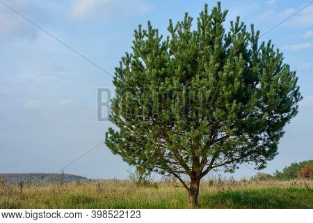 Majestic And One In The Field Oak, A Symbol Of Strength And Majesty, Ecology On The Planet, Steppe A