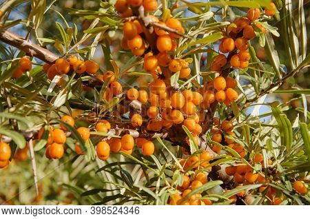 Vitaminic Berries Of Sea Buckthorn On The Branches With Thorns On The Tree In The Sunny Day. Shallow