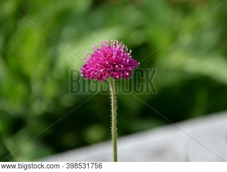 Knautia Arvensis Red Flower Violet Blurred Backround One Piece