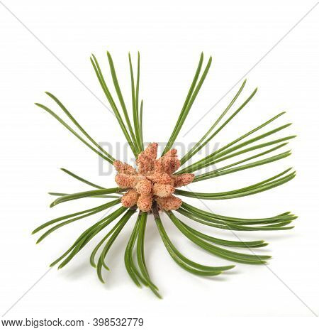 Mugo Pine  Isolated On A White Background
