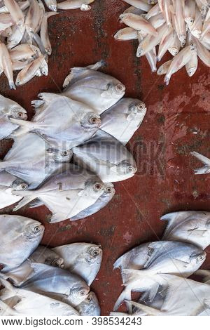 Fresh fish on display at seafood market in Fort Kochi, India. Daily fish market in Cochin.
