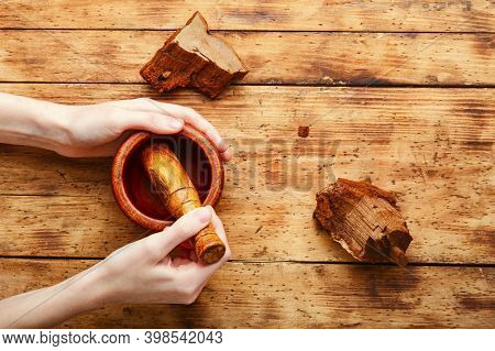 Tinder Polypore In Herbal Medicine
