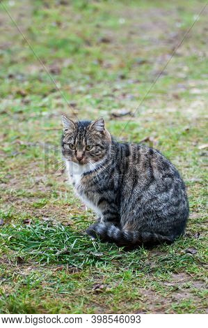 Gray-brown Striped Cat With A White Breast On A Green Blurred Background.photo Of A Tabby Cat With A