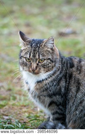 Gray-brown Striped Cat With A White Breast On A Gray-green Blurred Background.photo Of A Tabby Cat W
