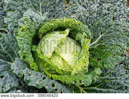 Soft Focus Of Large Cabbage On The Garden. The Texture Of Raw Green Cabbage. Organic Background Of S