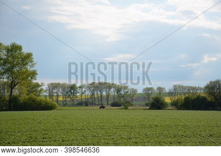 Spring Landscape With A Field Of Big Old Black Poplars. Fertile Fields By The River Elbe In The Czec