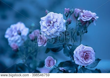 Rosebush In The Garden. Blue Vintage Flower Nature Background
