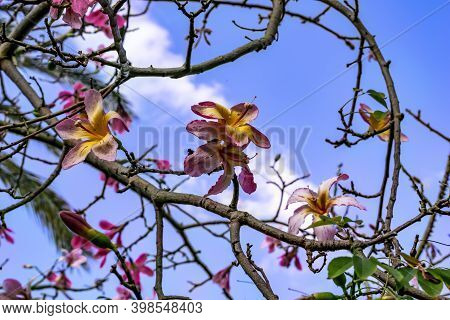 Bare Leafless Branches Of Ceiba Speciosa With Beautiful Delicate Pink-yellow Large Flowers. Floral B