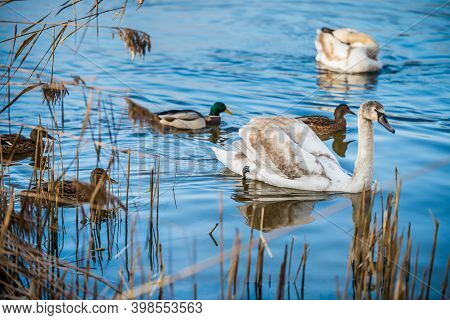 Mute Swans And Ducks On Lake In The Park.