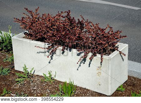 Berberis Thumbergii Atropurpurea Red-leaved Prickly Bushes In A Concrete Flowerpot Of A Rectangular 