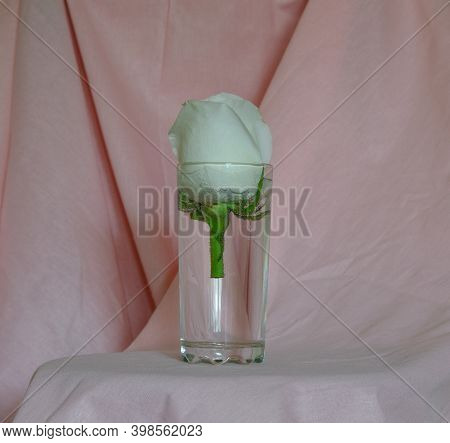 White Rose In A Transparent Glass On A Pink Background Made Of Fabric With Beautiful Pleats