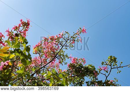 Blooming Chorisia Speciosa St.hil In A Sunny Day