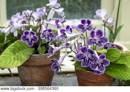 Purple Flowers Of The Streptocarpus In A Pot